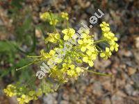 Diplotaxis muralis (L.) DC. (Sisymbrium murale L., Eruca muralis (L.) Bess., Sinapis muralis (L.) R. Br.)