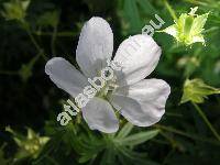 Geranium sanguineum f. albiflorum Prisz.