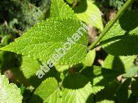 Nepeta cataria var. citroidora Dumoulin ex Lej. (Nepeta vulgaris Moench, Glechoma cataria (L.) O. Kuntze)