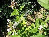 Nepeta cataria var. citroidora Dumoulin ex Lej. (Nepeta vulgaris Moench, Glechoma cataria (L.) O. Kuntze)