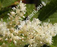 Astilbe x arendsii Arends 'Diamant'