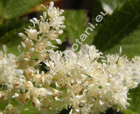 Astilbe x arendsii Arends 'Diamant'