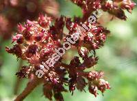 Astilbe x arendsii Arends 'Fanal'