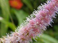 Astilbe x arendsii Arends 'Finale'