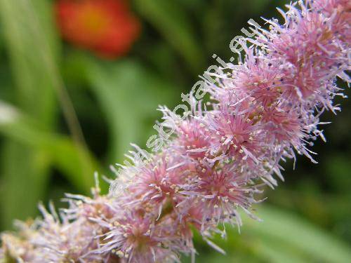 Astilbe x arendsii Arends 'Finale'