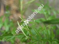 Cardamine flexuosa With. (Cardamine sylvatica Link, Cardamine hirsuta L. subsp. flexuosa (With.) J. D. Hooker)