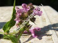 Stachys palustris L. (Stachys segetum Hagen)