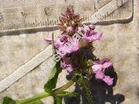 Stachys palustris L. (Stachys segetum Hagen)