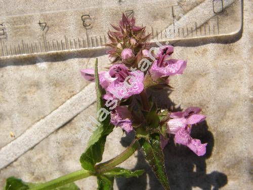 Stachys palustris L. (Stachys segetum Hagen)