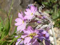 Primula halleri Gmel. [Primula longiflora All.]