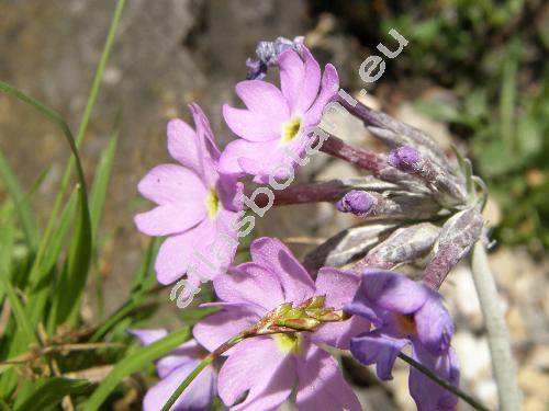 Primula halleri Gmel. (Primula longiflora All.)