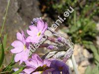 Primula halleri Gmel. (Primula longiflora All.)