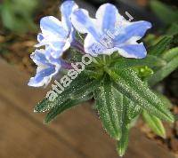 Lithodora diffusa 'Heavenly Blue' (Lithodora diffusa Johnst., Lithospermum diffusum Lag., Lithospermum prostratum Lois., Glandora)