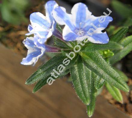 Lithodora diffusa 'Heavenly Blue' (Lithodora diffusa Johnst., Lithospermum diffusum Lag., Lithospermum prostratum Lois., Glandora)