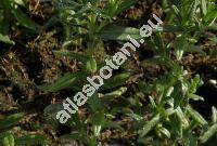 Lithodora diffusa 'Heavenly Blue' (Lithodora diffusa Johnst., Lithospermum diffusum Lag., Lithospermum prostratum Lois., Glandora)