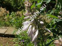 Hosta sieboldiana Engl. (Hosta glauca (Sieb.) Stearn, Funkie, Funkia, Hosta xsieboldiana (Hooker) Engl.)