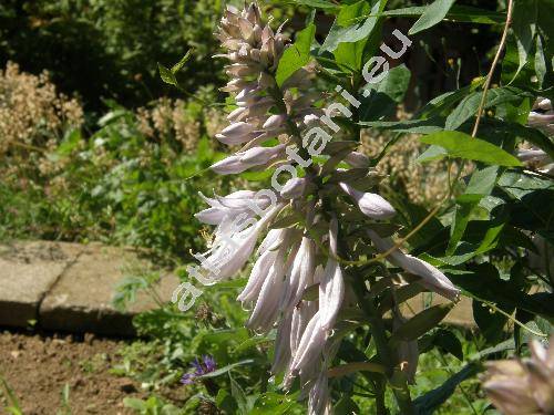 Hosta sieboldiana Engl. (Hosta glauca (Sieb.) Stearn, Funkie, Funkia, Hosta xsieboldiana (Hooker) Engl.)