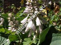 Hosta sieboldiana Engl. (Hosta glauca (Sieb.) Stearn, Funkie, Funkia, Hosta xsieboldiana (Hooker) Engl.)