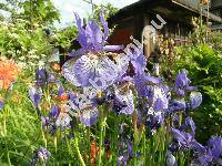 Iris sibirica L. 'Blue Celeste' (Limnirion sibiricum (L.) Opiz)