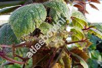 Cissus njegerre Gilg. (Parthenocissus henryana)