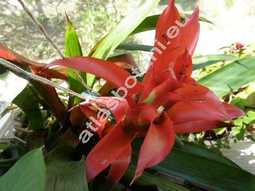 Guzmania 'Sabali Rubra'