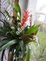 Guzmania 'Sabali Rubra'