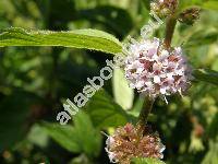 Mentha arvensis L. (Mentha gentilis L., Mentha austriaca Jacq., Mentha parvifolia Opiz)