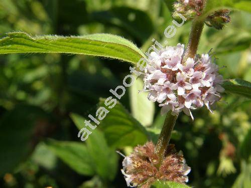 Mentha arvensis L. (Mentha gentilis L., Mentha austriaca Jacq., Mentha parvifolia Opiz)