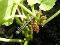 Hydrocotyle asiatica (Centella asiatica)