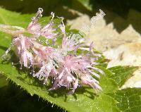 Astilbe x arendsii Arends 'Hyacinth'