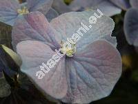 Hydrangea 'Bela'