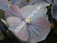 Hydrangea 'Bela'