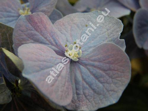 Hydrangea 'Bela'