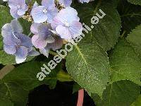 Hydrangea 'Bela'