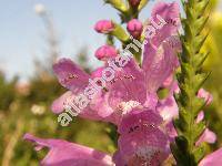 Physostegia virginiana (Dracocephalum virginianum L., Physostegia virginiana (L.) Benth.)