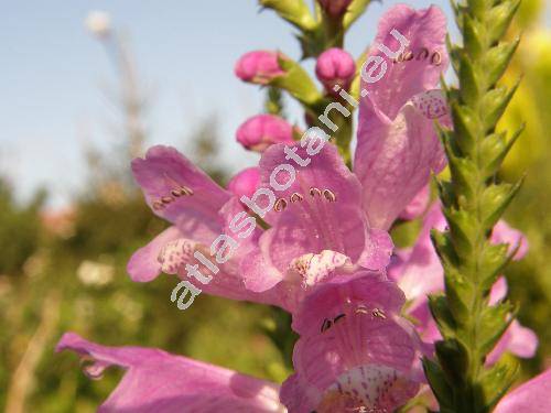 Physostegia virginiana (Dracocephalum virginianum L., Physostegia virginiana (L.) Benth.)