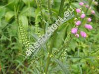 Physostegia virginiana (Dracocephalum virginianum L., Physostegia virginiana (L.) Benth.)