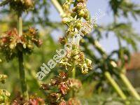 Rumex maritimus L. (Rumex aureus Mill., Steinmannia maritima (L.) Opiz, Lapathum, Acetosa)