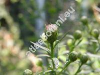 Aster laevis L. (Symphyotrichum laeve (L.) . Lve et D. Lve)