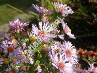 Aster laevis L. (Symphyotrichum laeve (L.) . Lve et D. Lve)