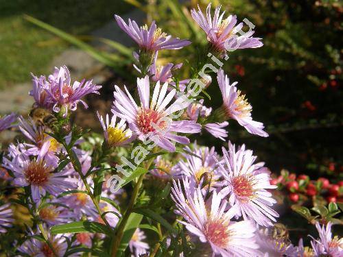 Aster laevis L. (Symphyotrichum laeve (L.) . Lve et D. Lve)