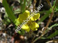 Potentilla anserina var. concolor Hayne (Argentina vulgaris Lam., Argentina anserina (L.) Rydb.)