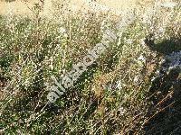 Aster lanceolatus Willd. (Aster paniculatus Lam., Aster simplex Willd., Symphyotrichum lanceolatum (Willd.) Nes.)