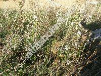 Aster lanceolatus Willd. (Aster paniculatus Lam., Aster simplex Willd., Symphyotrichum lanceolatum (Willd.) Nes.)