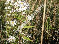 Aster lanceolatus Willd. (Aster paniculatus Lam., Aster simplex Willd., Symphyotrichum lanceolatum (Willd.) Nes.)