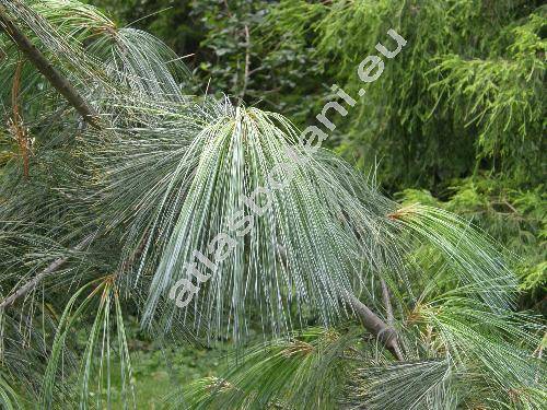 Pinus x schwerinii Fitsch. (Pinus strobus x Pinus wallichiana)