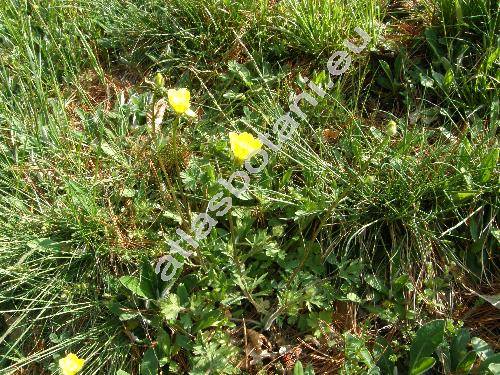 Ranunculus sardous Crantz (Ranunculus sardous subsp. xatardii (Lapeyr.) R. et F., Ranunculus sardous subsp. subdichotomicus Gerb., Ranunculus philonotis Ehrh.)