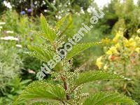 Urtica kioviensis Rogow.