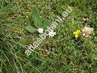 Cerastium pumilum Curtis (Cerastium obscurum Chaub., Cerastium glutinosum Fries)