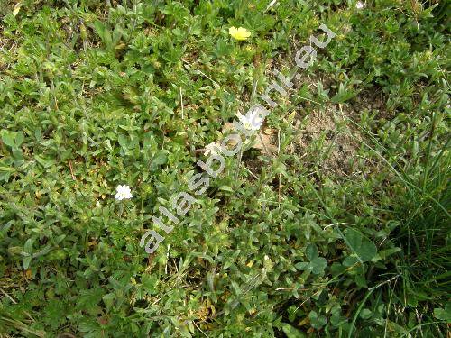 Cerastium pumilum Curtis (Cerastium obscurum Chaub.)